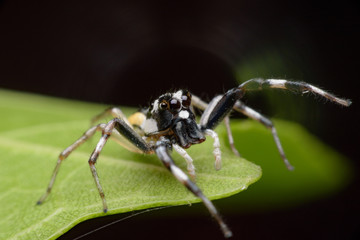 Spider,jumping Spider