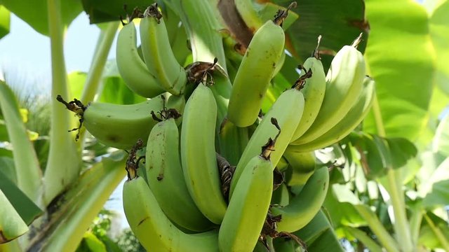 bunch of bananas on the tree