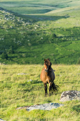 wild horse grazing