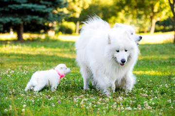 Samoyed puppy and parents