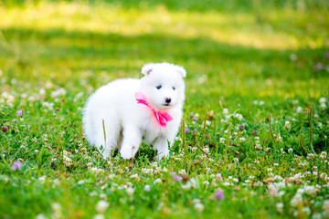 four Samoyed puppy outdoors in summer