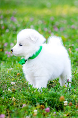 four Samoyed puppy outdoors in summer