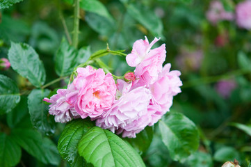 Rosen im Garten