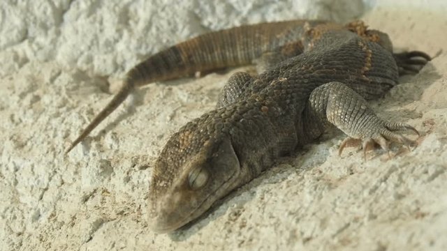 Lizard in the terrarium