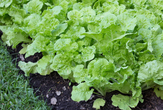 lettuce in vegetable garden