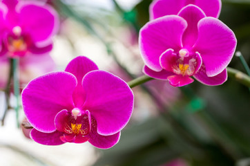 Naklejka na ściany i meble Pink phalaenopsis orchid flower
