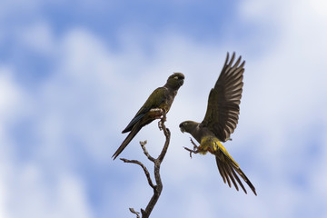 Loros Barranqueros