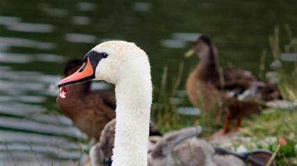 swan with flower in the background of ducks