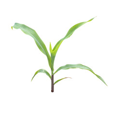 Corn plant in the ground on perfect