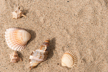 Fototapeta na wymiar Shells in the sand, background