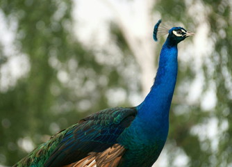 Fototapeta premium Paw