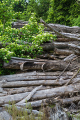 Totholz in der Wuhlheide