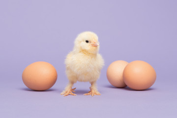 Cute yellow baby chick between unhatched eggs on a lavender purple background