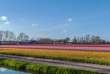 Naklejka na ściany i meble field of tulips