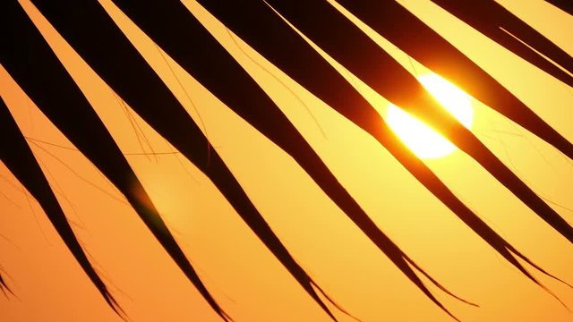 Palm leaves against the sunset