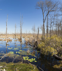 Fototapeta na wymiar Okefenokee swamp of Southern Georgia and Northern Florida
