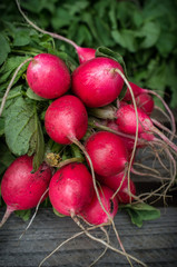 Red Organic Radishes