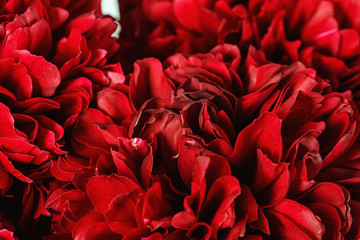 Close-up of a peonies