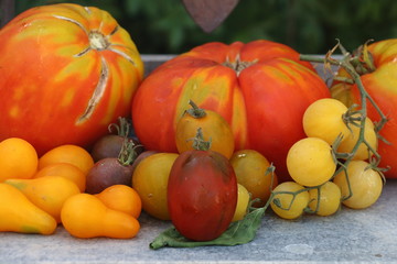 SPOTLIGHT WITH TOMATOES VARIETY OF ORGANIC FARMING IN ANDALUSIA, SPAIN