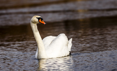 Naklejka premium Schwan schwimmt auf dem See