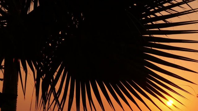 leaves of palm trees at sunset