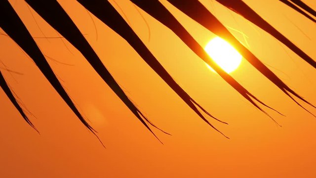leaves of palm trees at sunset