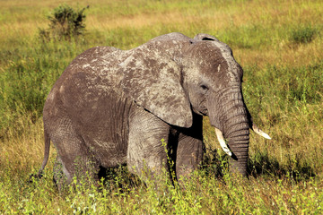 Fototapeta na wymiar African elephant in the savannah. 