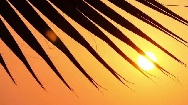 Palm leaves against the sunset