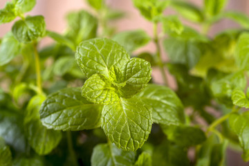 fresh mint drops of dew