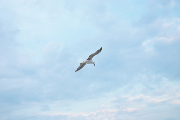 Obraz premium Seagul against a beautiful sky with clouds