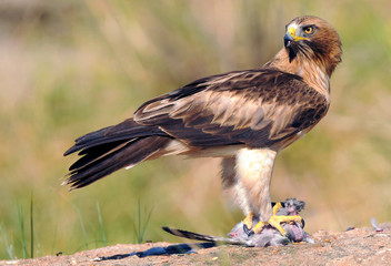 Aguila calzada adulta