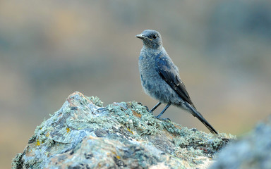 Joven roquero solitario