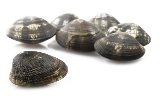Fresh raw Clam close up on white
