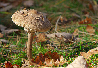 Young Parasol mushroom