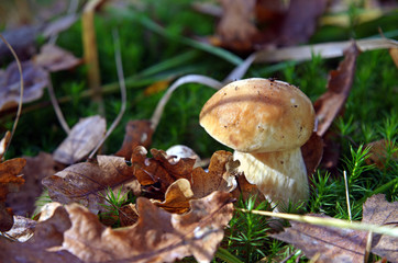 Young mushroom boletus