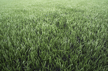 grass green yard background nature abstract texture
