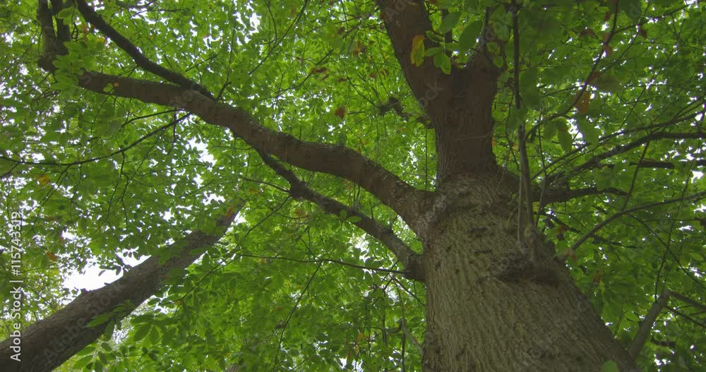 Poster low angle view of tall tree