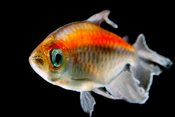 Congo tetra fish isolated 