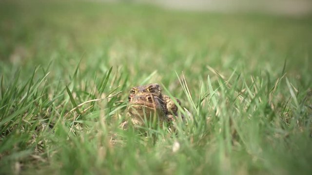 Mating frogs in the grass Macro