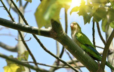 Parrot on a branch of a tree