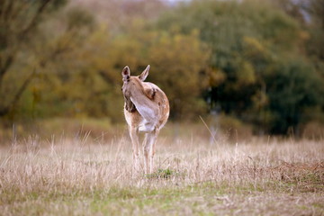 weibliches Damwild im Herbstlicht
