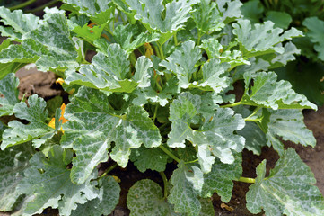Fototapeta premium Plant squash green