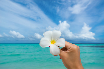 Fototapeta na wymiar Tropical flower Plumeria on the beach. Sea background. Concept t