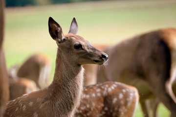 Nachwuchs, Rotwildjungtier im Portrait
