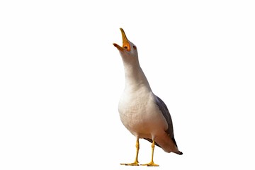Screaming seagull, close-up