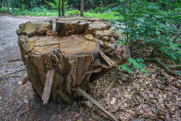 Fototapeta premium amazing beautiful cracked tree stump