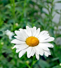 Obraz premium Wildflowers daisies. Summer landscape. white chamomile flowers