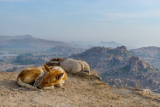 Dog slipping at the top of Hampi