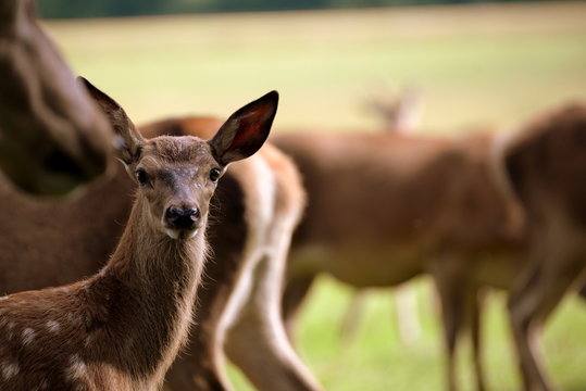 im Schutze der Herde, Rotwildkalb zwischen weiblichen Tieren