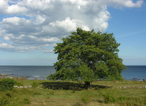 Baum am Strand bei Simrishamn
